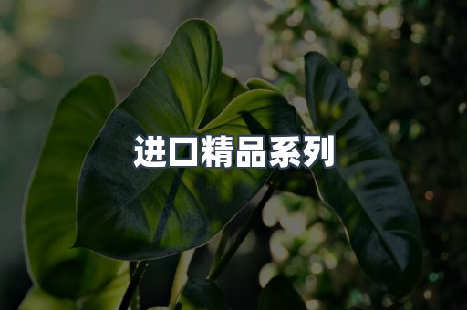进口精品系列